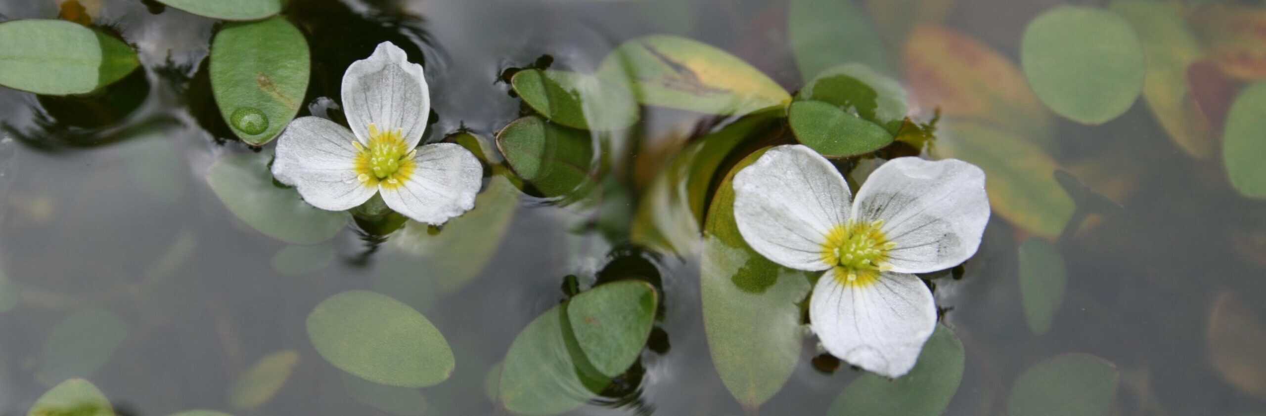 Floating water-plantain on water surface