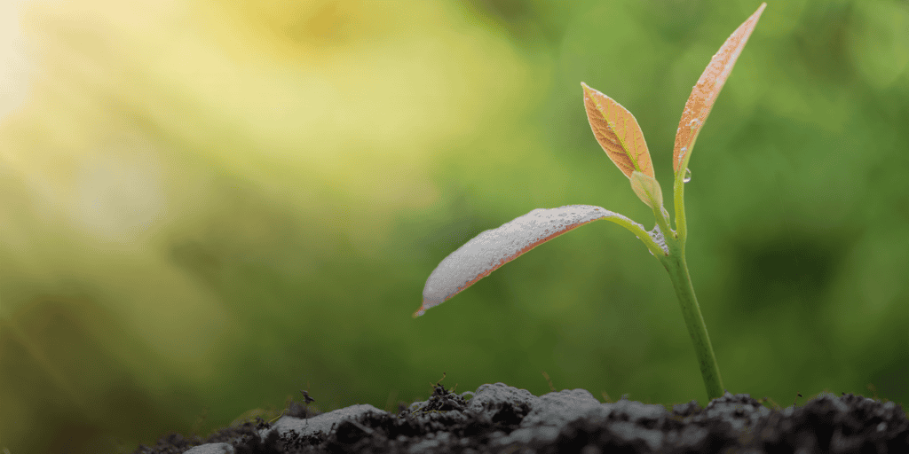 Plant growing out of soil